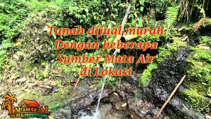 TANAH MURAH DIJUAL di TABANAN 15,000 m2 di Penebel Tabanan